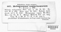 Melogramma campylosporum image